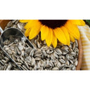 OKAB ROASTED SUNFLOWER SEEDS (1 X 18)